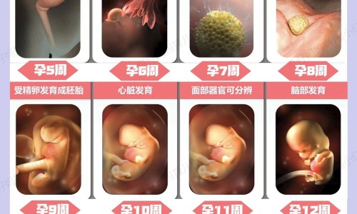 怀孕可以吃鳜鱼吗？怀孕吃什么比较好